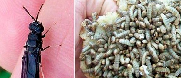 La mosca soldado negra ayudará a reducir costos del sector agrícola La mosca soldado negra ayudará a reducir costos del sector agrícola