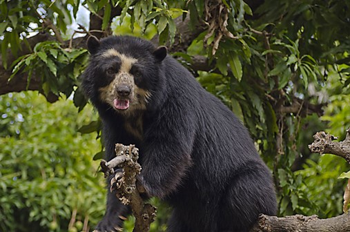 Visitas técnicas e inversión en corredores biológicos para proteger al oso andino Visitas técnicas e inversión en corredores biológicos para proteger al oso andino