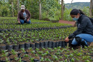 Cauca lidera una revolución verde Cauca lidera una revolución verde