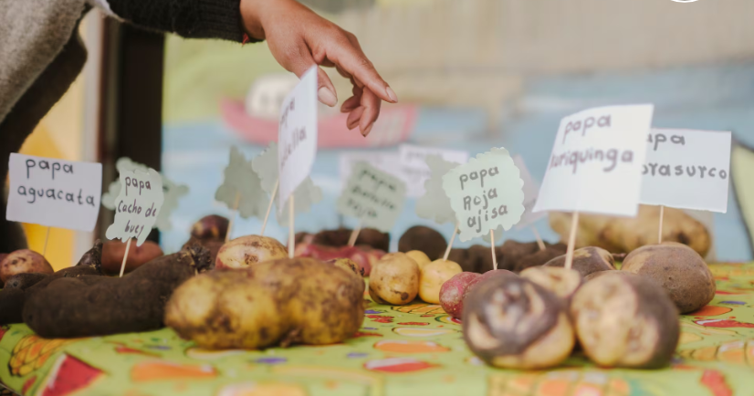 Soberanía Alimentaria en Nariño: Indígenas Pasto crean “Bancos de Semillas” contra el Cambio Climático Soberanía Alimentaria en Nariño: Indígenas Pasto crean "Bancos de Semillas" contra el Cambio Climático