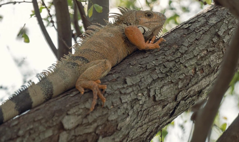 Alerta ambiental en Cali: Dagma pide denunciar la extracción de fauna silvestre y advierte Graves Multas (Ley 2387) Alerta ambiental en Cali: Dagma pide denunciar la extracción de fauna silvestre y advierte Graves Multas (Ley 2387)