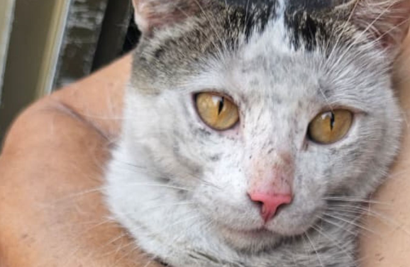 Policía y Bomberos de Cali rescatan 9 animales en incendio del barrio El Rodeo; se abre proceso de adopción responsable Policía y Bomberos de Cali rescatan 9 animales en incendio del barrio El Rodeo; se abre proceso de adopción responsable